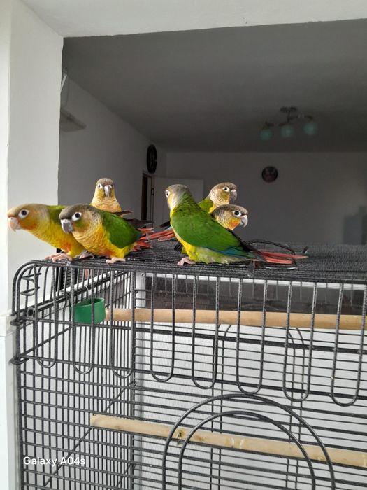 De vânzare pui papagali pyrrhura molinae