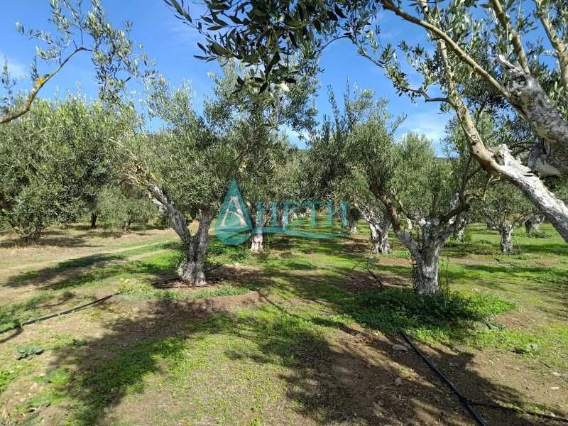 Парцел 2500м2+119маслинови дървета Волви Аспровалта Гърция, полив.с-ма