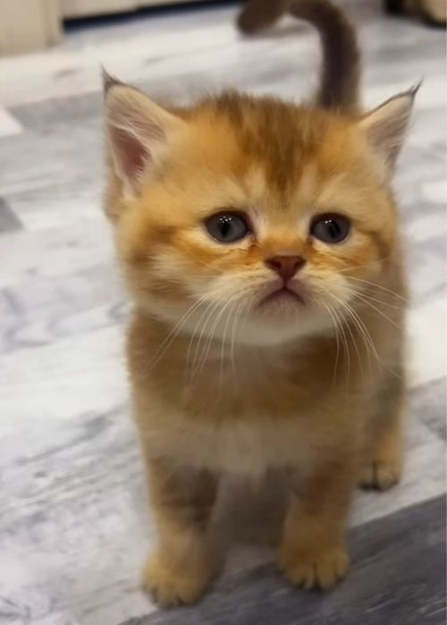 Scottish straight Scottish fold Chinchilla (Shinshilla) mushula sotila