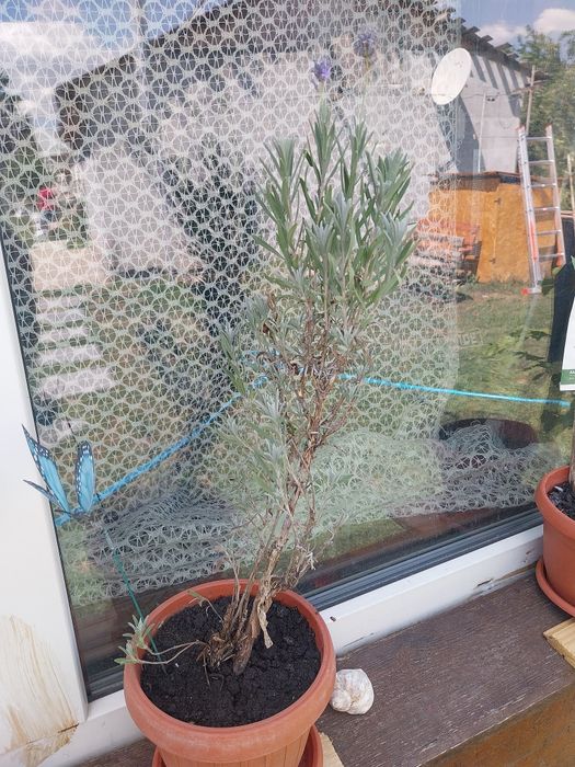 Lavanda la ghiveci înflorește primăvara și toamna