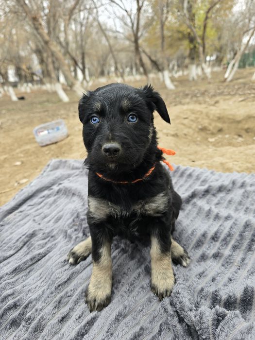 Щенки 1,5 месяца