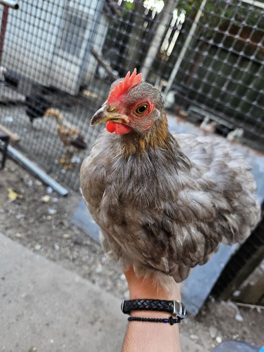 Vând găini conchinchina pitic