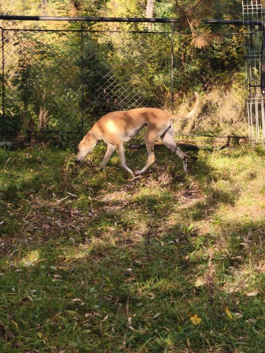 Vând cățea ogar ...