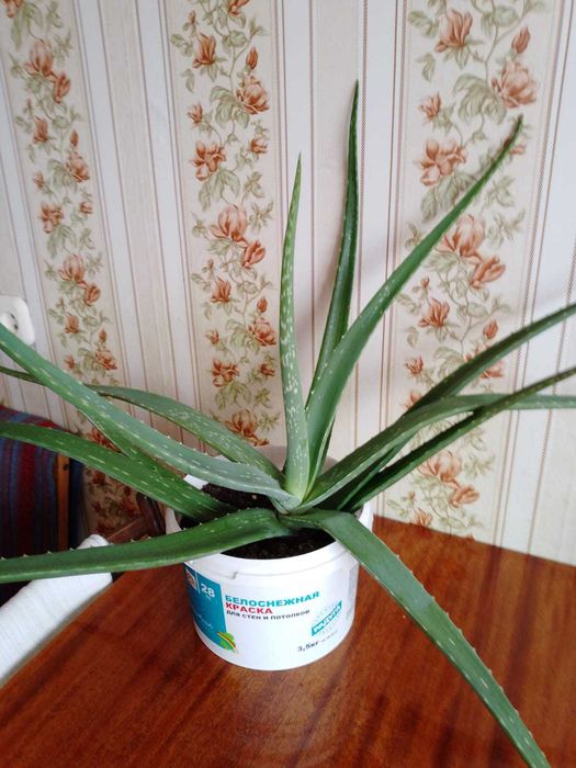 Продам цветок алоэ-вера