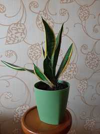 Сансивиерия (Sansevieria)