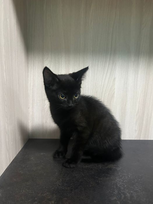 Котята британцы ищут хозяев