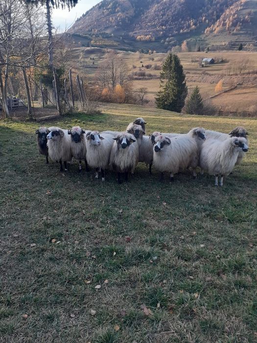 12 oi si 3 carlani 1 berbec