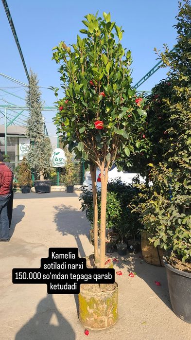 Kamelia gulla sotiladi