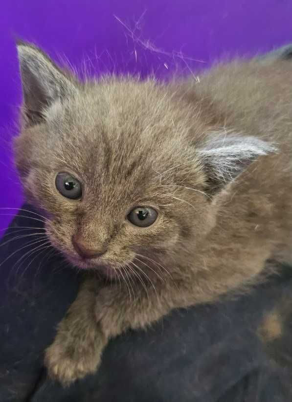 Отдам котят даром в хорошие добрые руки.