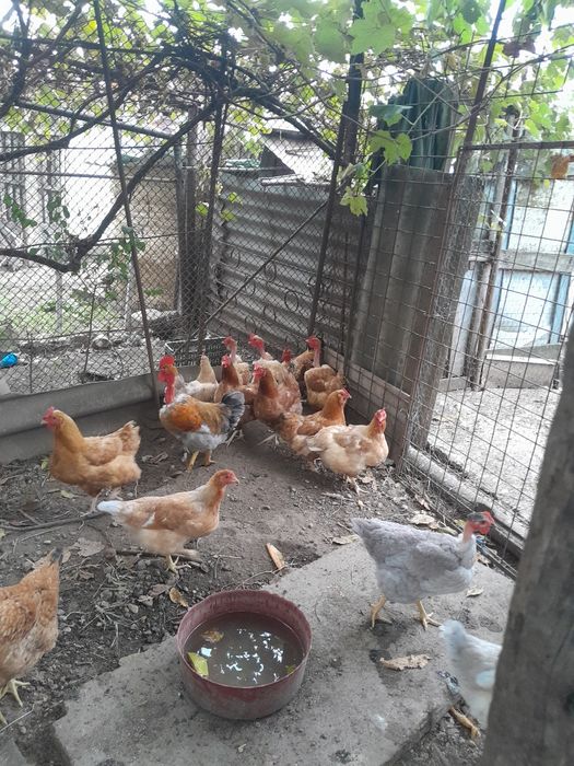Găini și pui de vânzare.