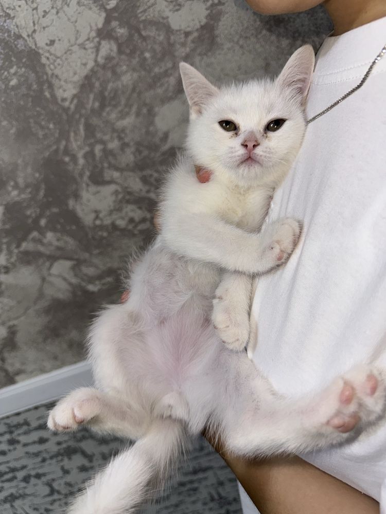 Скоттиш Страйт котята 3 месяцев мальчик