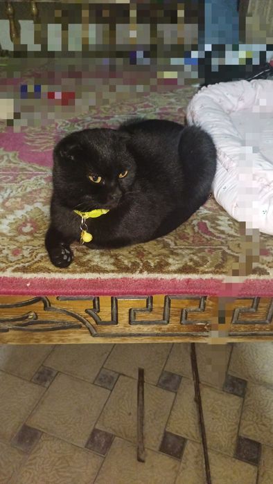 Qora mushuk sotiladi