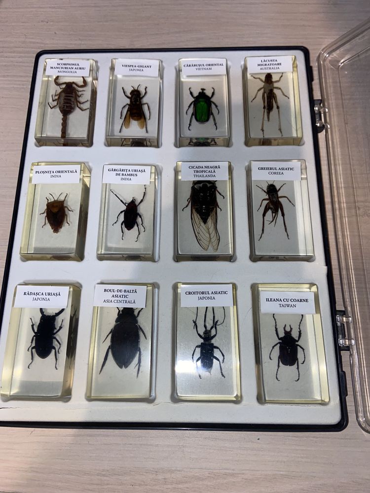 Colectie de insecte