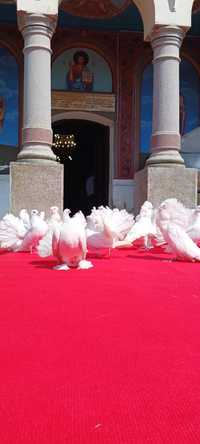 Porumbei voiajori albi și de ornament pentru evenimente