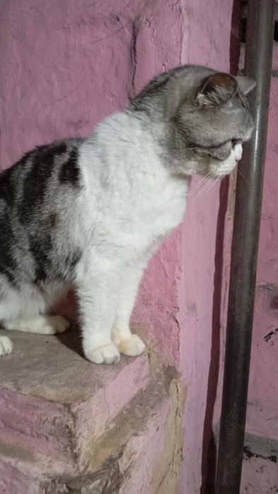 Британские   кошки