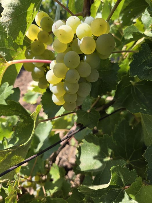 Vând struguri de vin productie 2025
