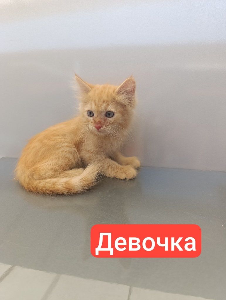 Отдам в добрые руки котят 2. 5месяца