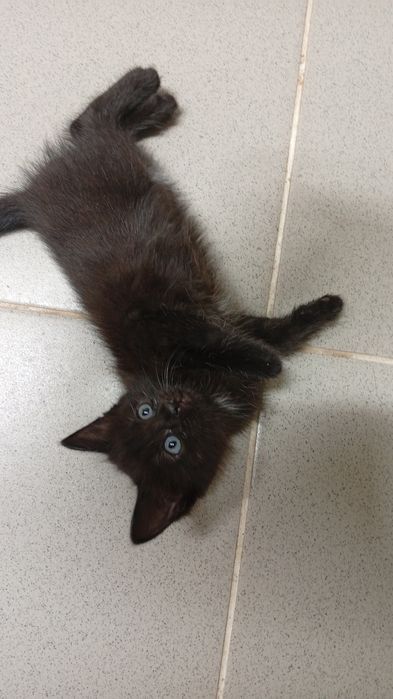 Котенок бесплатно