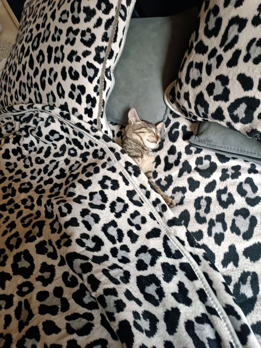 Mushuk oʻgʻil bola