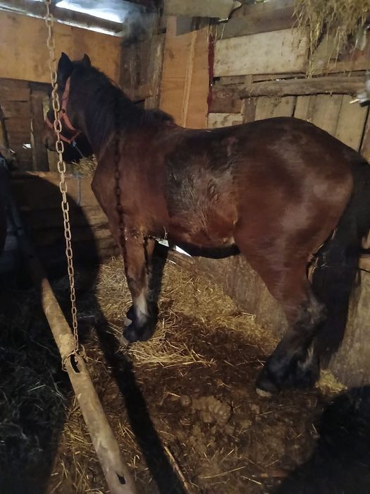 Vând mânz de doi ani cuminte