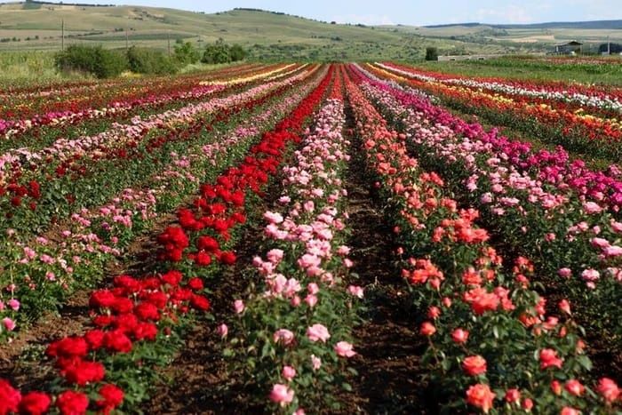 Trandafiri ( rosu, roz, visiniu, siclam, galben, ciclam, alb ) butasi