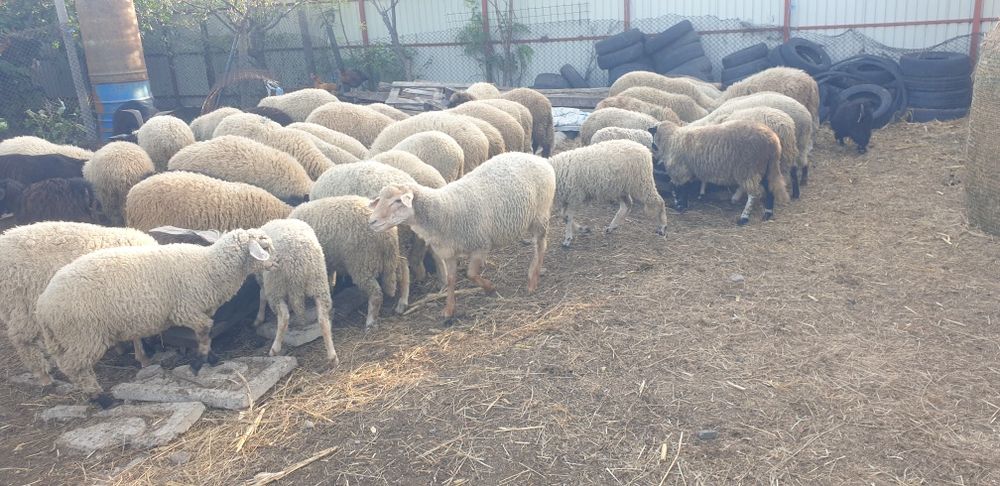 Berbecuț,  carlani , miei de crescu sau sacrificat