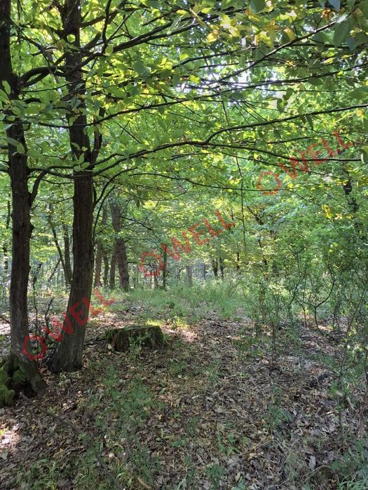 De vânzare: pădure mixtă de foioase, 7 ha, lângă Gogani