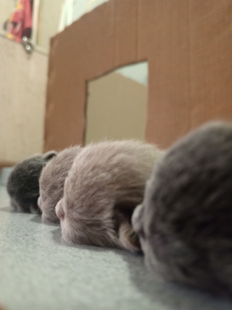 продаю британских котят скотиш фолд и скотиш страйт