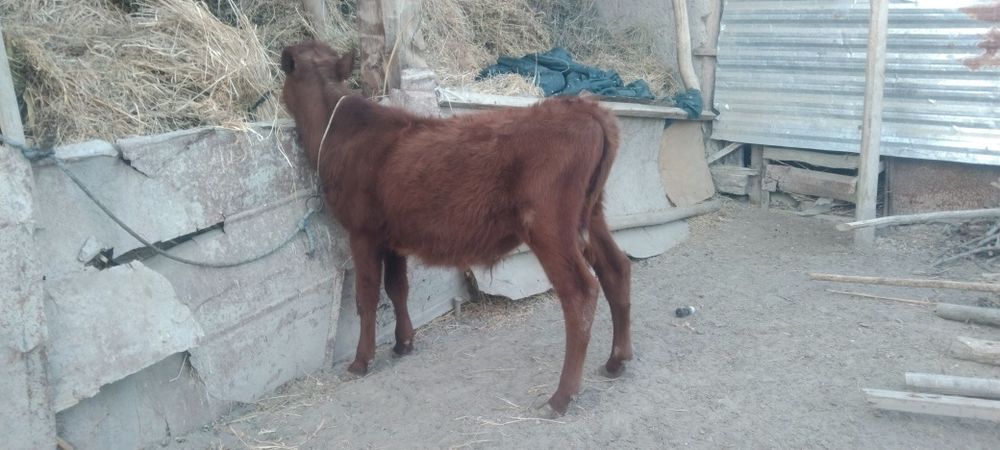 Sifatli paroda Buqacha sotiladi