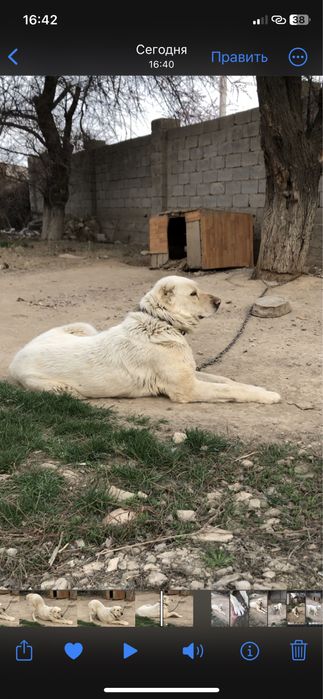 Собака Алабай чистокровный белый.