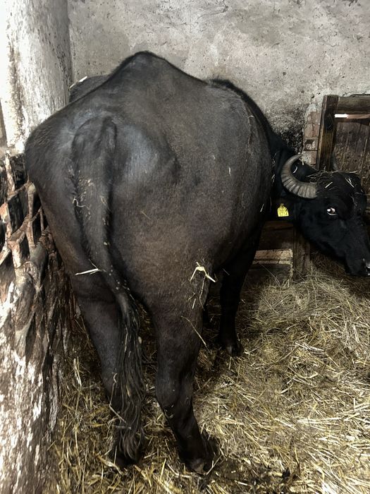 Vand bivolita pentru tinut sau pentru taiat!