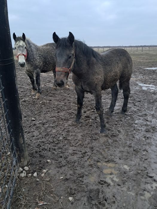 Manz 7 luni din cai grei.