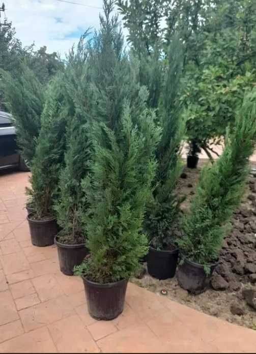 Plante Ornamentale de exterior Oriunde in tara Transport Gratuti