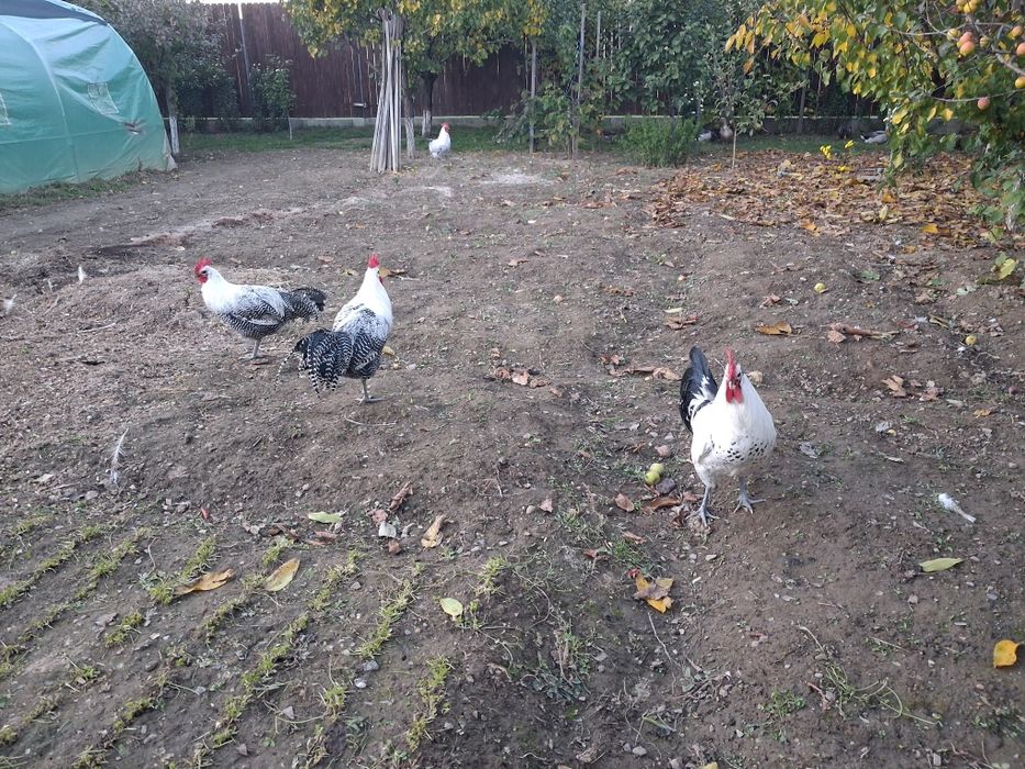 Vând  cocoși si gaini Brakel outoare