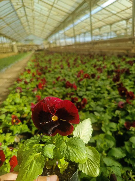 Viola gullari bor