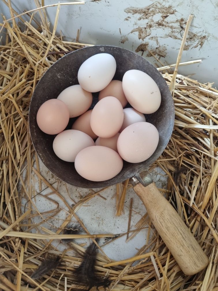 Ouă Găini Rasă AustraLorp Nr 1 La producția de Ouă, incubator&Cloșcă