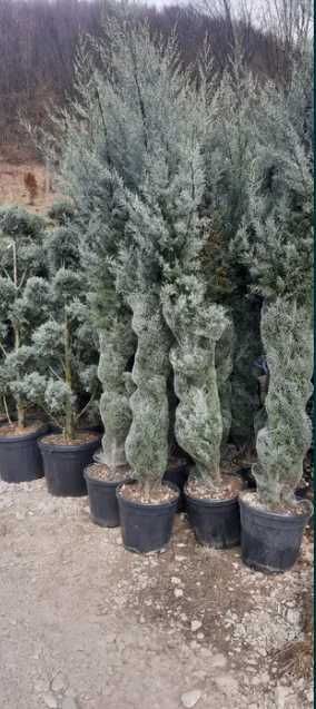 Plante Decorative Oriunde in tara!