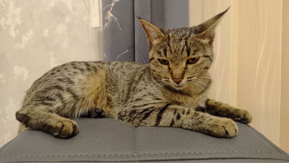 Zotli toza mushuklar