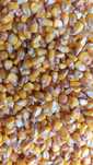 Porumb boabe, triticale, orz, ovăz