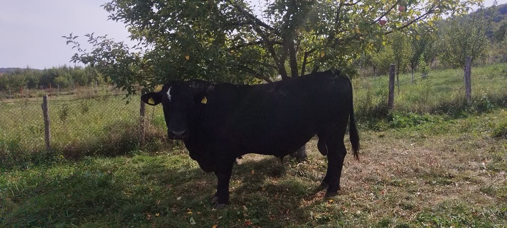 Vand taure angus brun