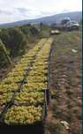 Struguri de vin productie proprie 2025