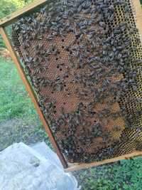 Albine de vânzare