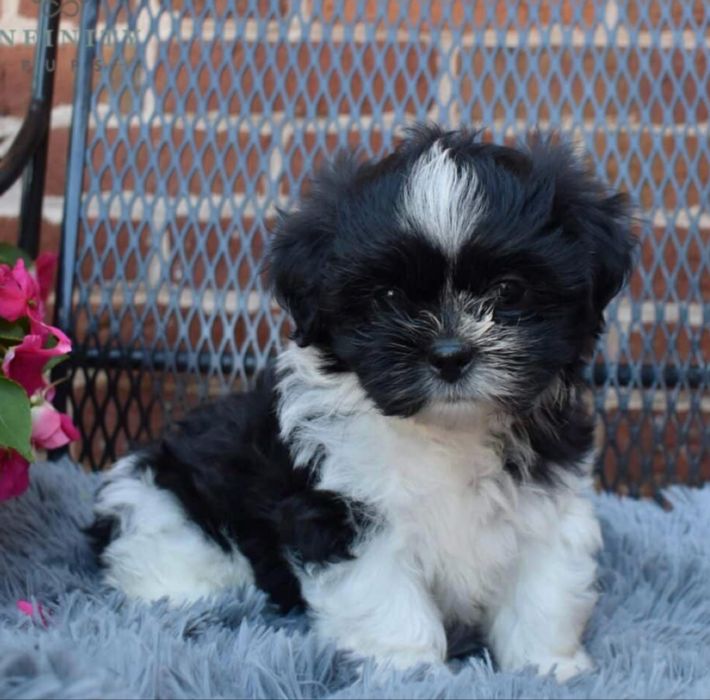 Fetita bichon havanez mini