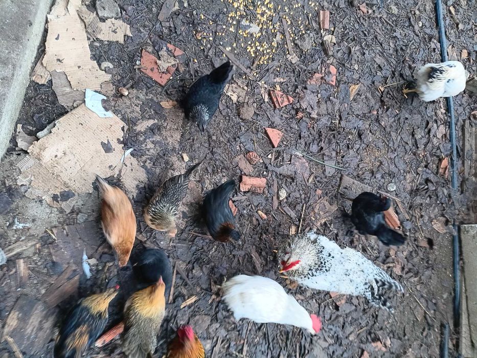 Vand gaini frumoase mici si mari, perlate, americane