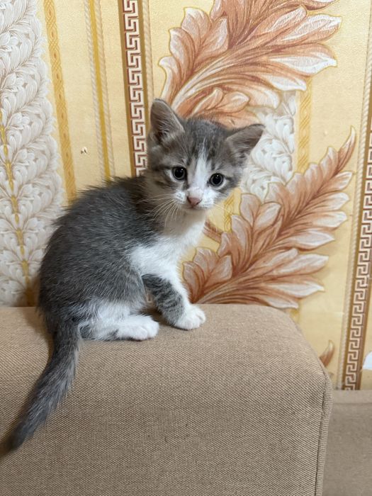 Отдам котенка мальчик 1.5 месяца