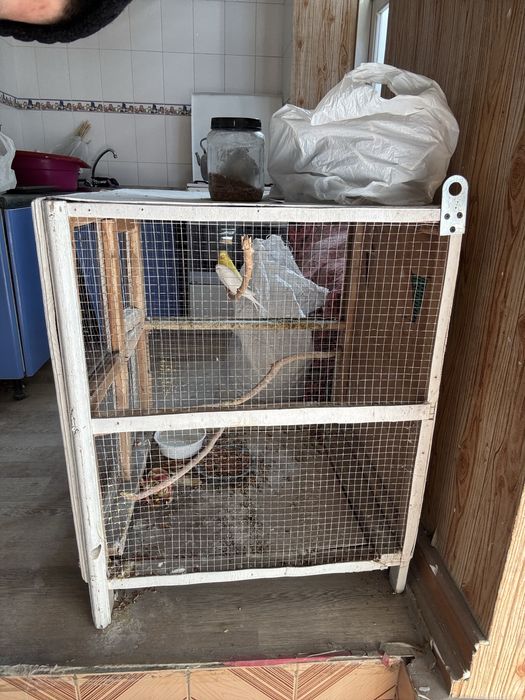 Kletka valer sotiladi