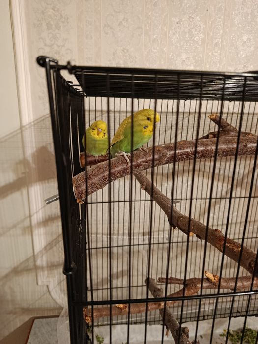 Попугаи с клеткой