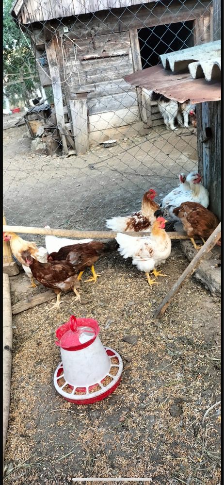 vand cocoșei de casa crescuți  in gospodarie
