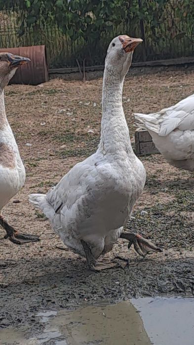 Gâscan metis holmogor