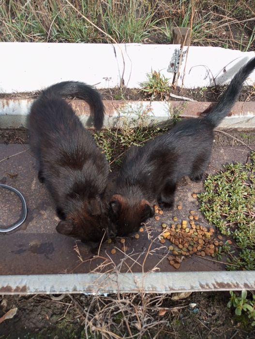 Котята ищут дом!